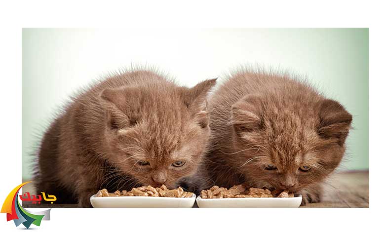 انواع غذای گربه