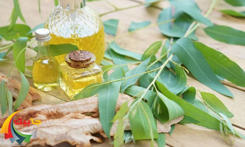 درمان شپش سر با روغن اوکالیپتوس
