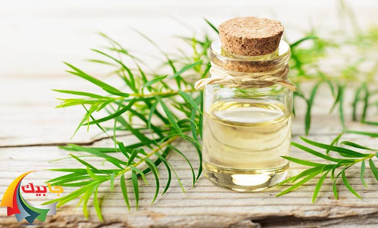 تاثیر روغن درخت چای بر شپش