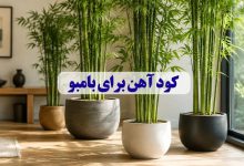 کود آهن برای بامبو