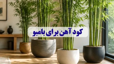کود آهن برای بامبو